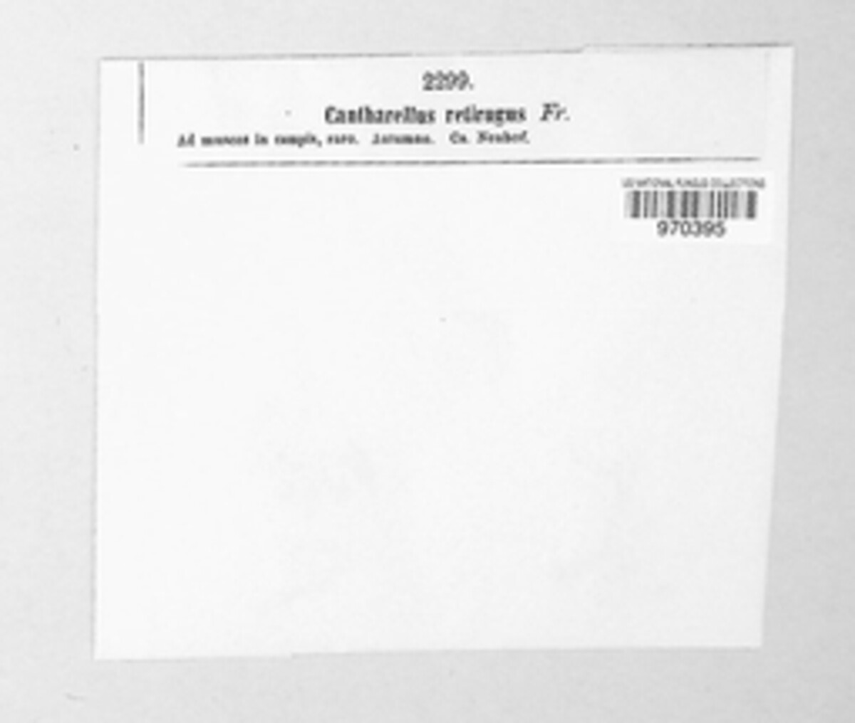 Arrhenia retiruga image